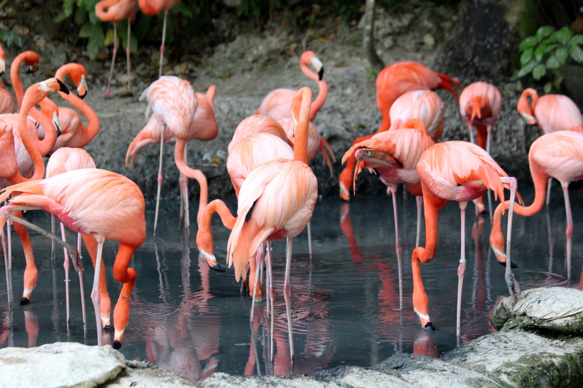 flamingo | Dune Town Camp Resort flamingo
