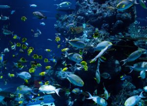 under the sea